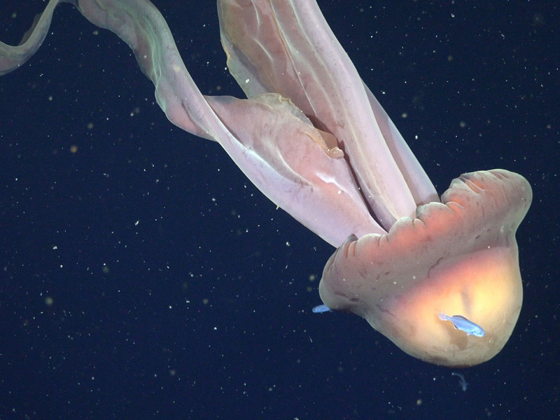 Die Tentakel der Qualle können bis zu zehn Meter lang werden.  - Foto: ROV SuBastian/Schmidt Ocean Institute/dpa