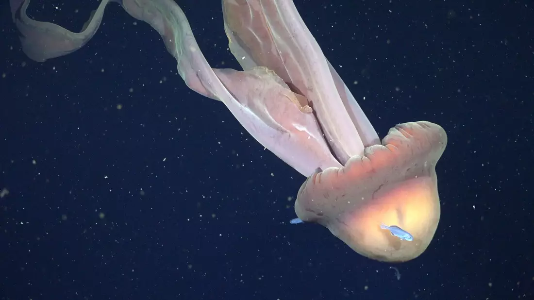 Die Tentakel der Qualle können bis zu zehn Meter lang werden.  - Bild: ROV SuBastian/Schmidt Ocean Institute/dpa