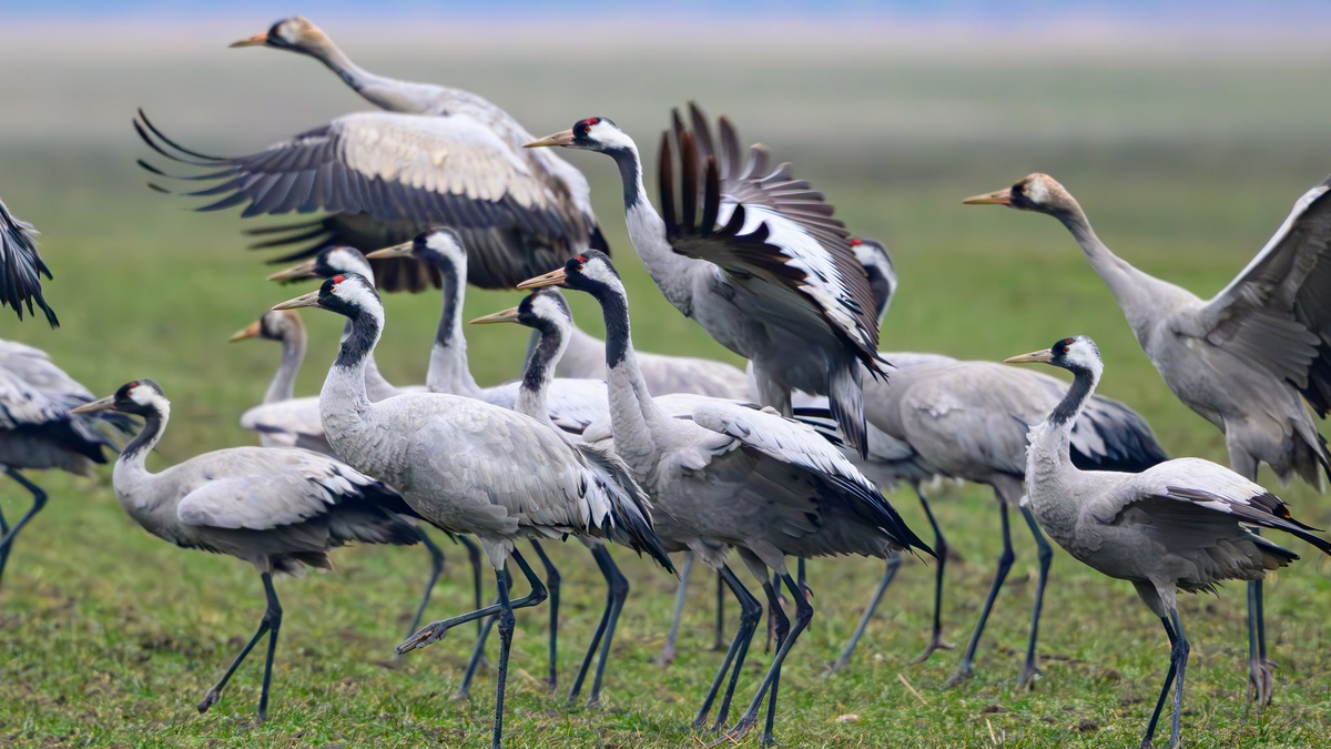 Kraniche stehen Anfang Februar auf einem Feld in Brandenburg - Foto: Patrick Pleul/dpa