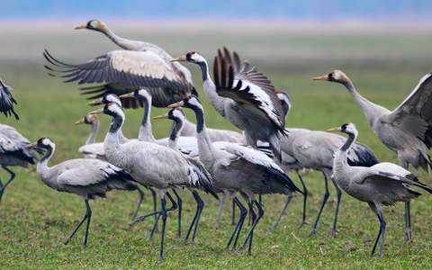 Kraniche stehen Anfang Februar auf einem Feld in Brandenburg - Foto: Patrick Pleul/dpa