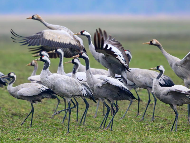 Kraniche stehen Anfang Februar auf einem Feld in Brandenburg - Foto: Patrick Pleul/dpa