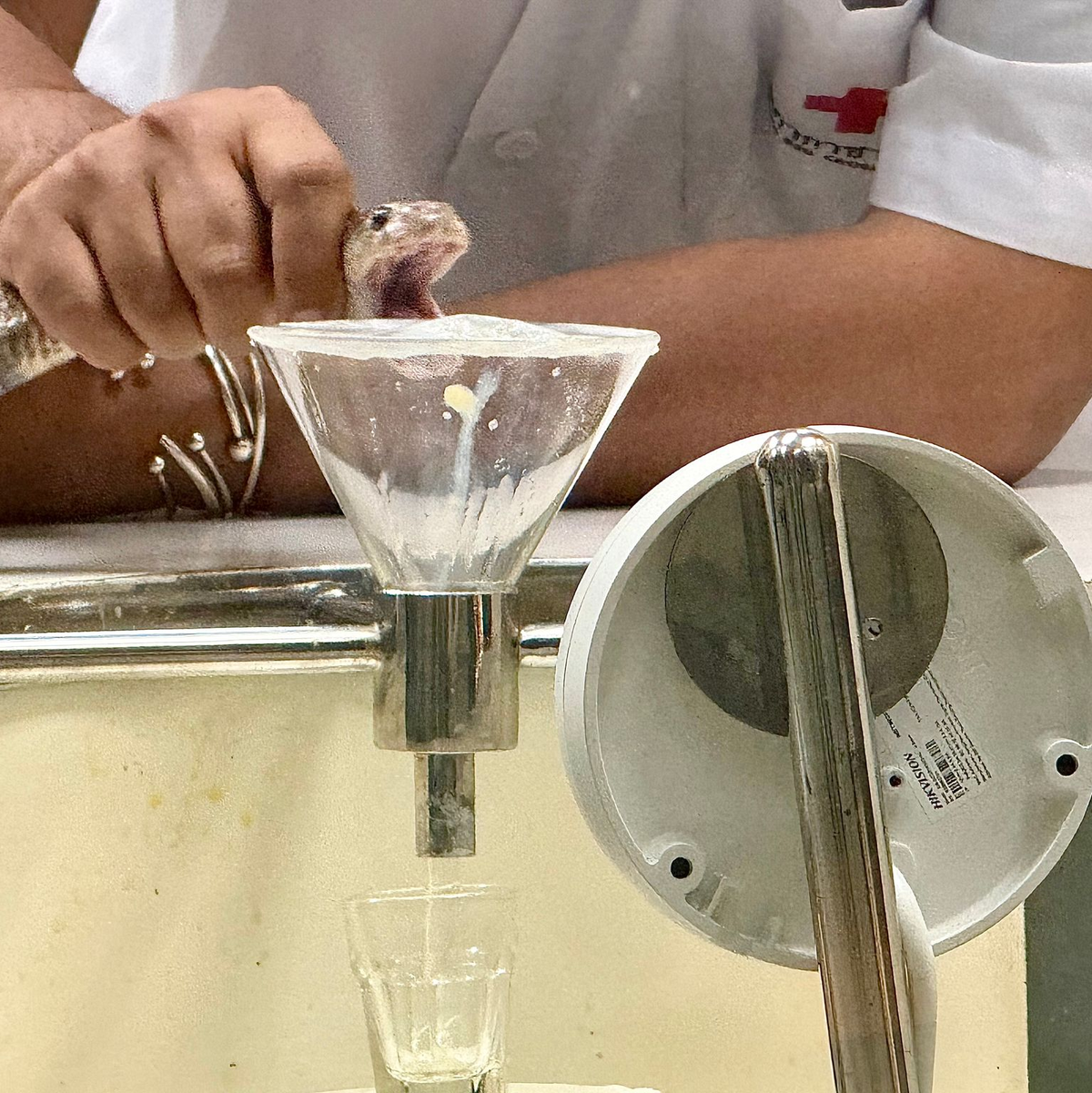 In der Schlangenfarm in Bangkok können Besucher beobachten, wie Schlangen gemolken werden. - Foto: Carola Frentzen/dpa