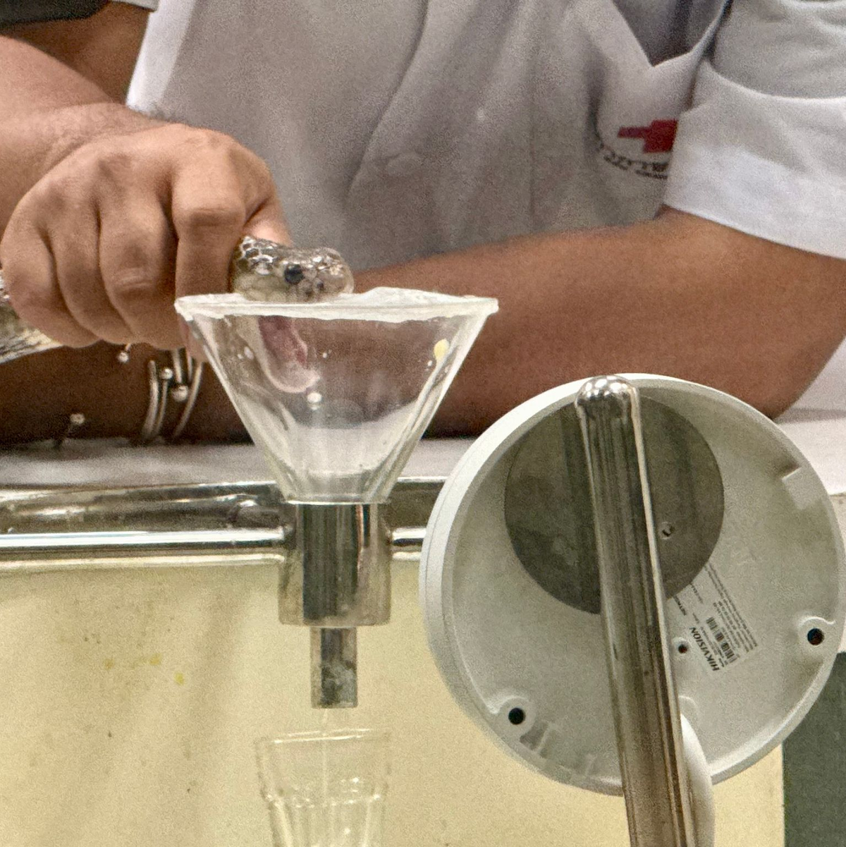 Wenn die Schlange in die Kunststoff-Membran beißt, fließt Gift aus ihrem Maul in einen Glasbehälter. - Foto: Carola Frentzen/dpa