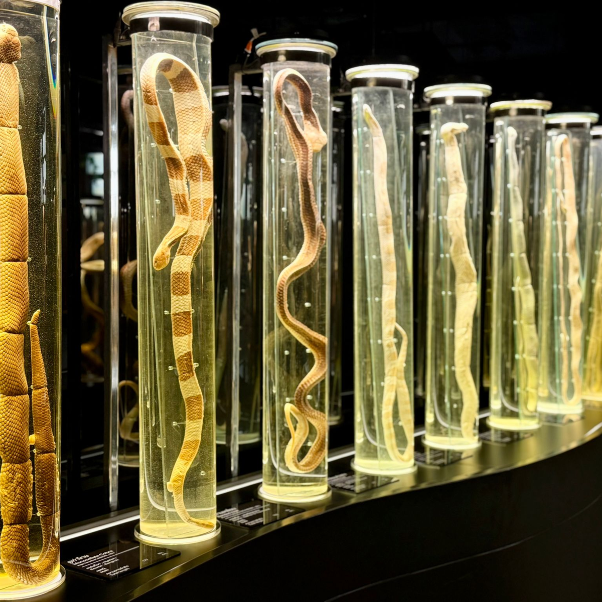 Im angegliederten Schlangenmuseum können Besucher alles über die faszinierenden Tiere lernen. - Foto: Carola Frentzen/dpa