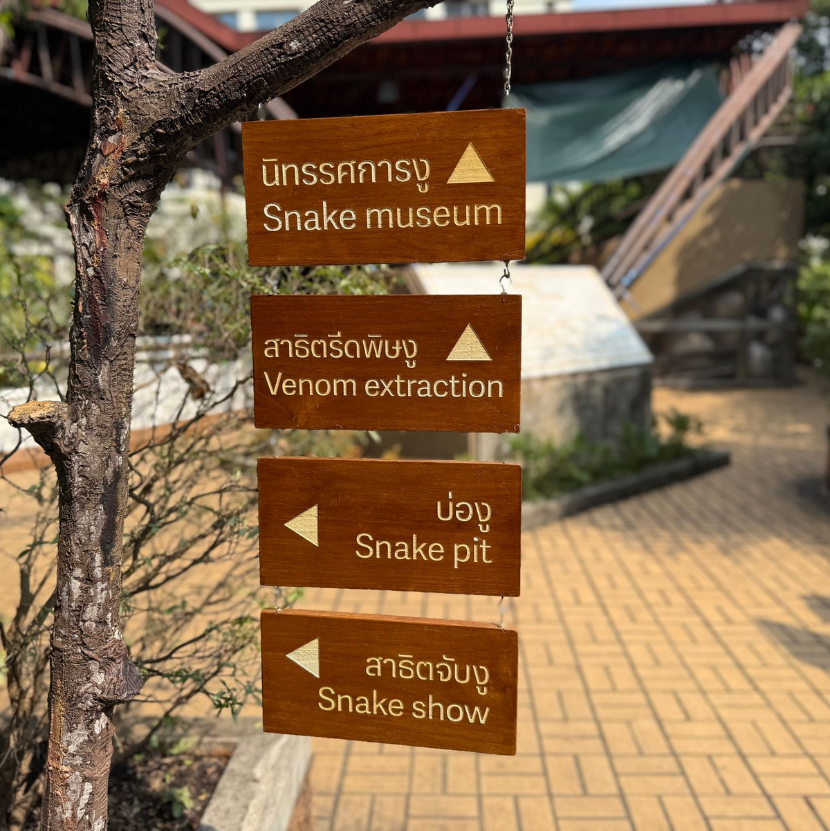 Die Schlangenfarm zur Gewinnung von Antiserum ist eine der ältesten ihrer Art weltweit. - Foto: Carola Frentzen/dpa