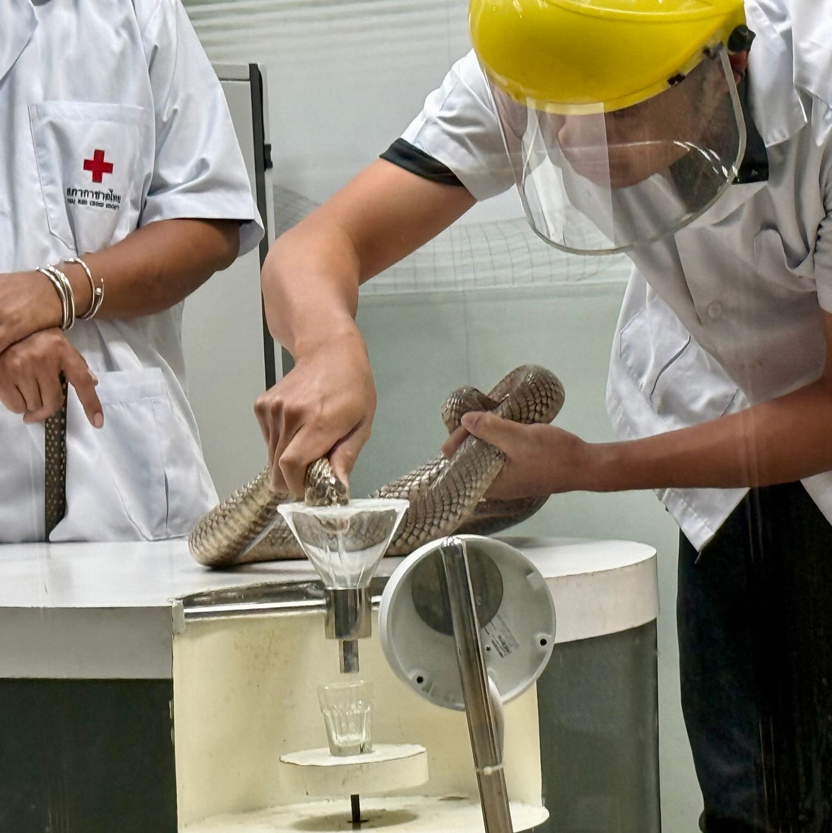 Die Schlangen-Handler gehen sehr routiniert, aber auch vorsichtig vor. - Foto: Carola Frentzen/dpa