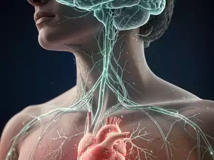 Vagus-Nerv: Der körpereigene Stress-Stopper rückt in den Fokus - Foto: über boerse-global.de