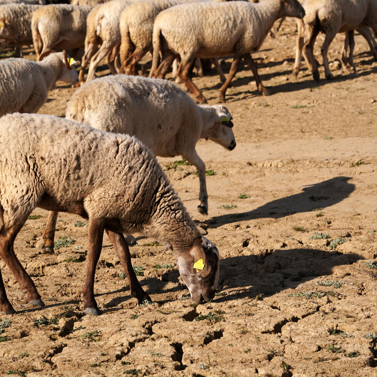 Die Serie schwerer Winterstürme mit Starkregen trifft eine Region, die sonst unter Wassermangel leidet.  - Foto: Álex Zea/EUROPA PRESS/dpa