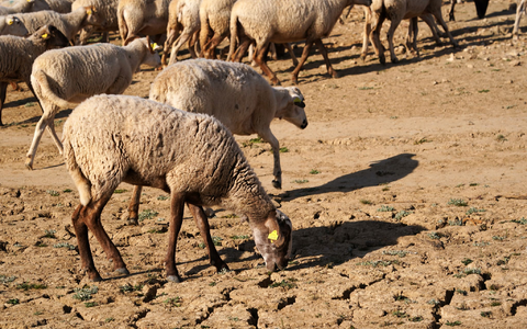 Die Serie schwerer Winterstürme mit Starkregen trifft eine Region, die sonst unter Wassermangel leidet.  - Foto: Álex Zea/EUROPA PRESS/dpa