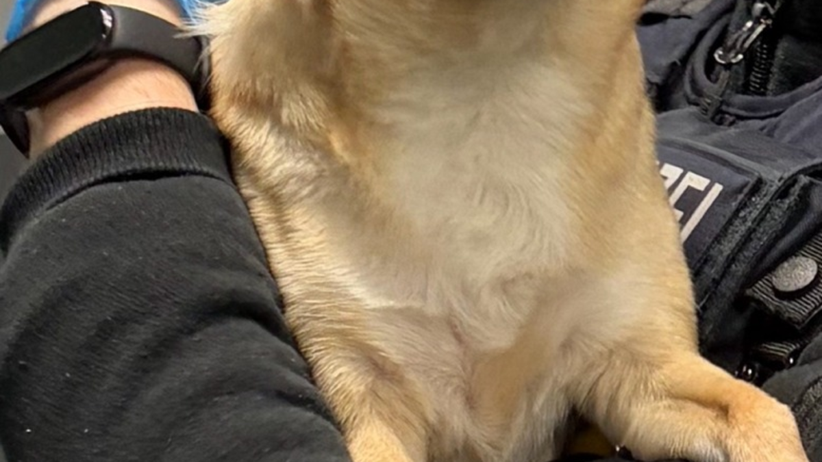 BPOL-HH: Bundespolizei vollstreckt Haftbefehl - Gesamtfreiheitsstrafe 1 Jahr und 6 Monate - Sicherstellung eines Hundes durch Bundespolizei - Foto: presseportal.de