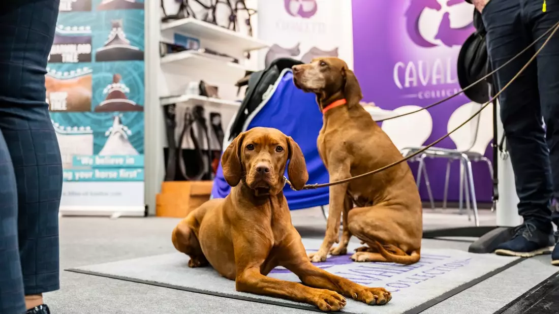Zuwachs auf vier Pfoten: Koelnmesse startet 2027 neues Messeangebot rund um das Thema Hund - Bild: presseportal.de