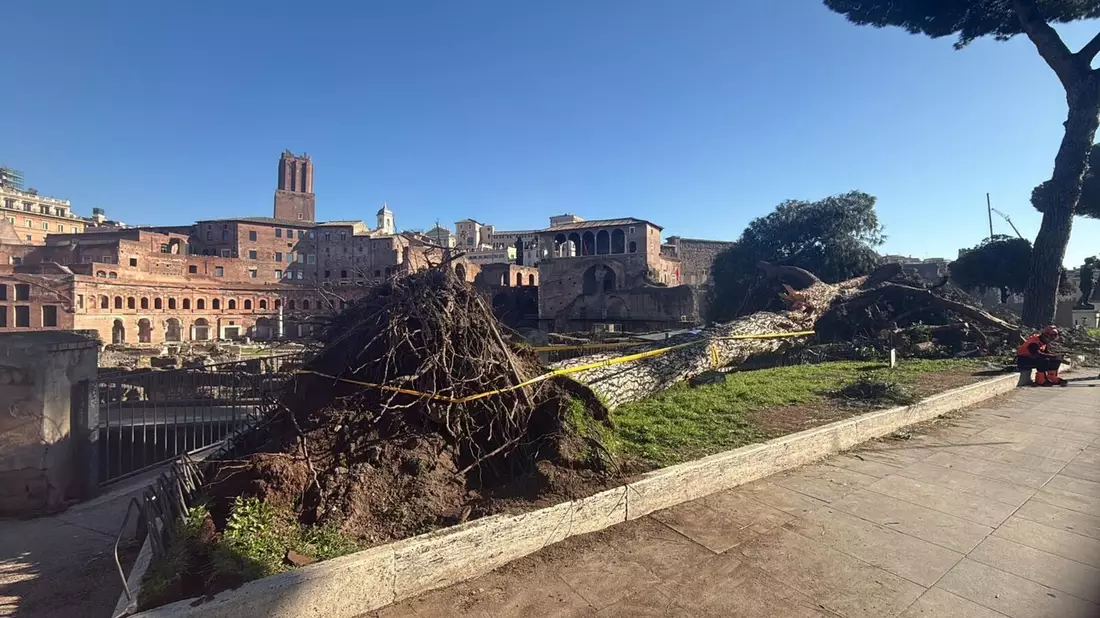 Nach Unwettern sind innerhalb eines Monats drei solcher Bäume mitten auf der berühmten Via dei Fori Imperiali umgestürzt - sie zählt zu den beliebtesten Straßen zum Flanieren und vor allem die zahlreichen Rom-Touristen nutzen sie.  - Bild: Dipartimento Ambiente Roma/dpa
