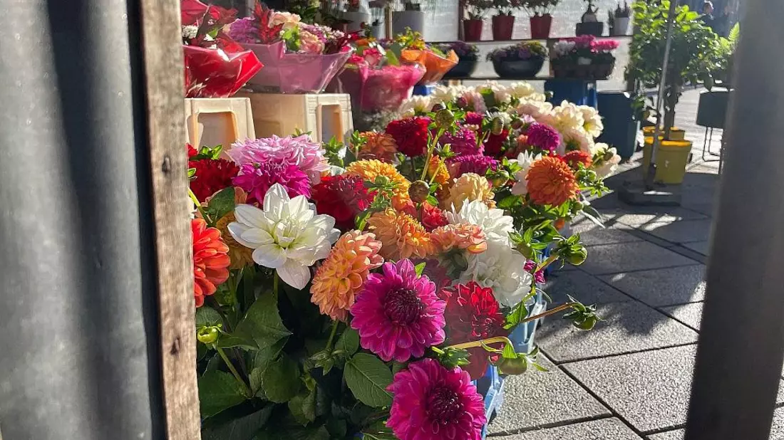Blumen in einem Blumenladen (Archiv) - Bild: via dts Nachrichtenagentur