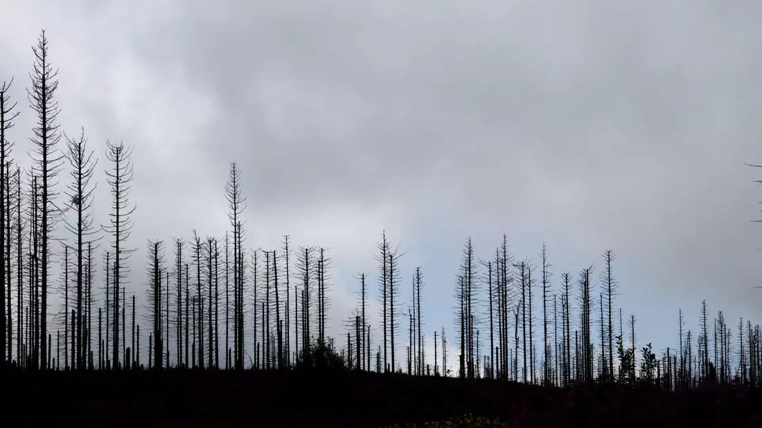 Trockenheit und Hitze fördern den Borkenkäfer. (Illustration) - Bild: Julian Stratenschulte/dpa
