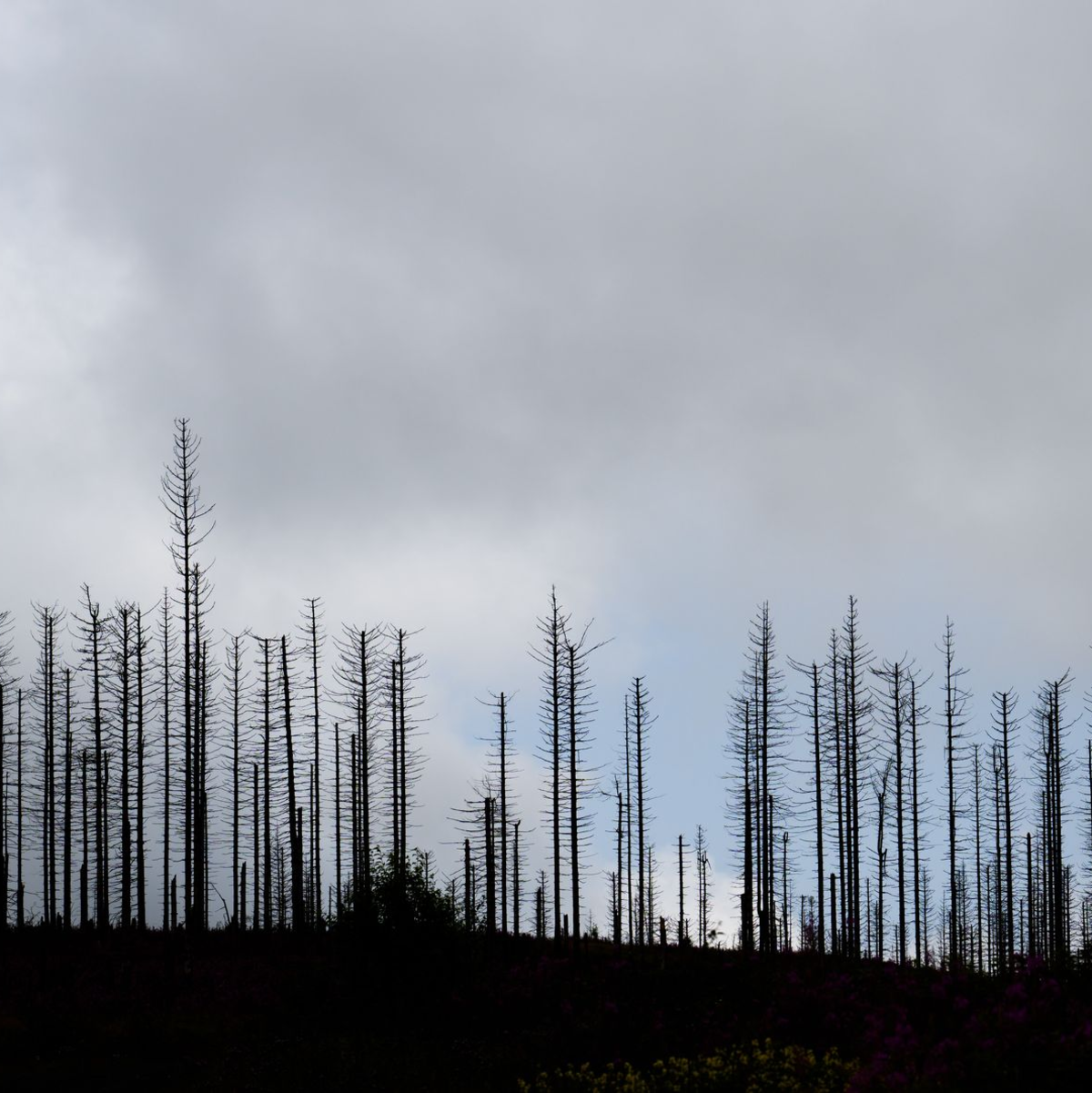 Trockenheit und Hitze fördern den Borkenkäfer. (Illustration) - Foto: Julian Stratenschulte/dpa