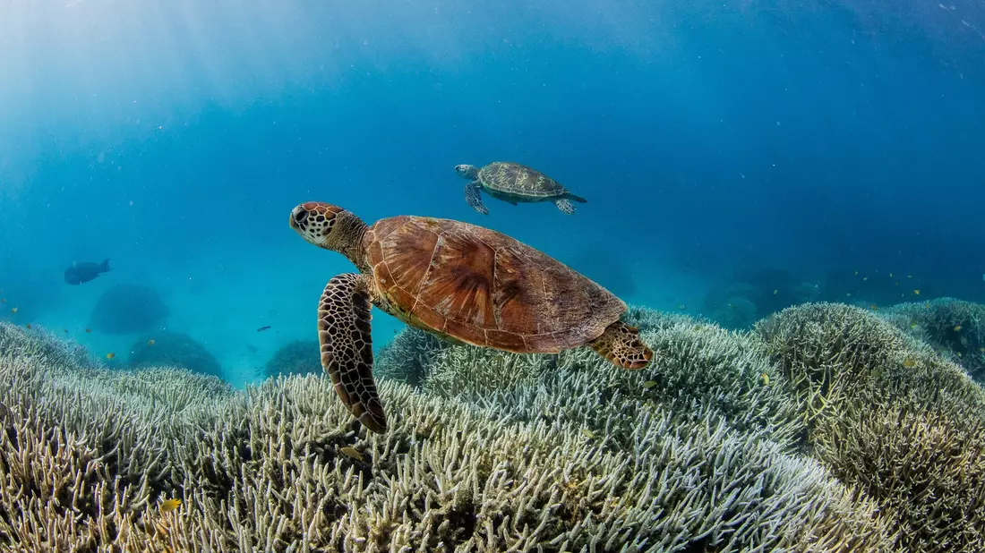 Deutlich erhöhte Wassertemperaturen führen immer häufiger zu Korallenbleichen. (Illustration) - Bild: -/Theundertow Ocean & Divers for Climate/AAP/dpa