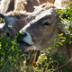 Die Fleischerzeugung hat einen erheblichen Einfluss auf Frankreichs CO2-Fußabdruck (Archivbild). - Foto: Nicholas Garriga/AP/dpa