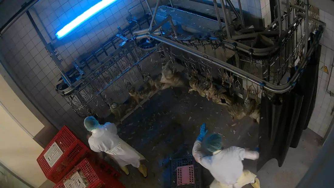 Vollständige Auswertung abgeschlossen: Bildmaterial belegt schwere Tierquälerei und strafrechtlich relevante Verstöße im Schlachthof von Dithmarscher-Geflügel - Bild: presseportal.de