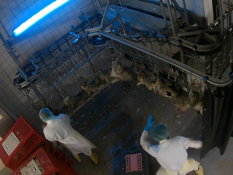 Vollständige Auswertung abgeschlossen: Bildmaterial belegt schwere Tierquälerei und strafrechtlich relevante Verstöße im Schlachthof von Dithmarscher-Geflügel - Foto: presseportal.de