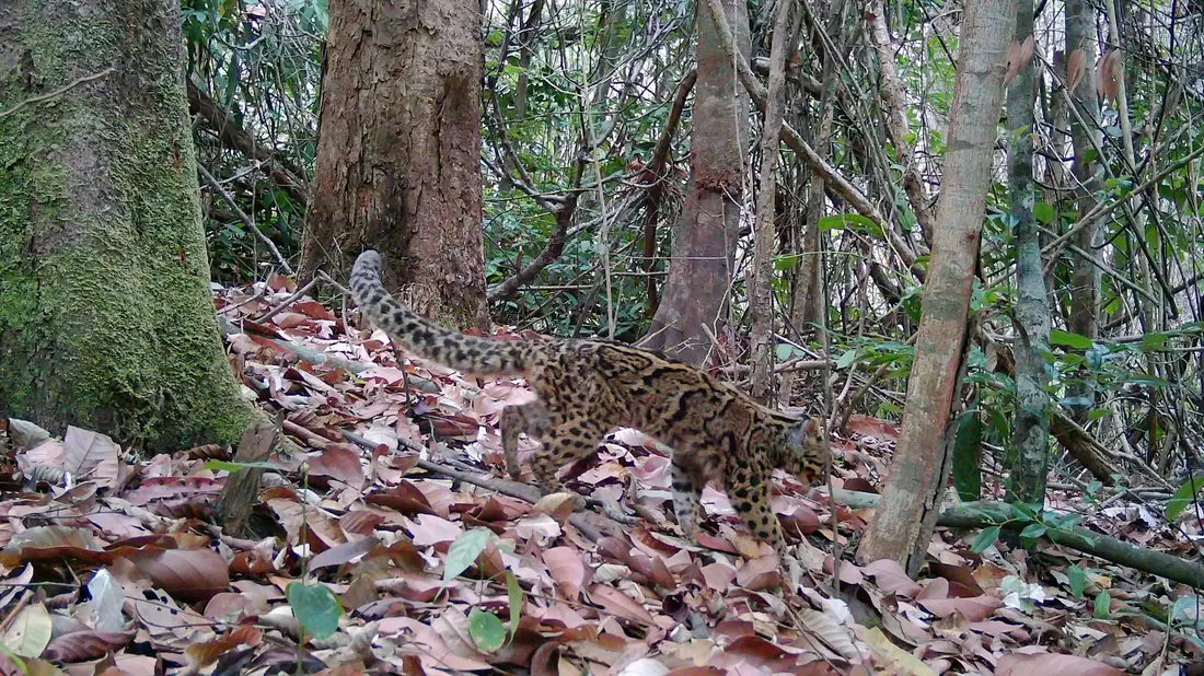 Marmorkatzen leben in Südostasien und gelten als gefährdet. Wegen ihrer versteckten, baumbewohnenden Lebensweise ist die Art kaum erforscht. - Bild: Fauna&Flora/XinHua/dpa