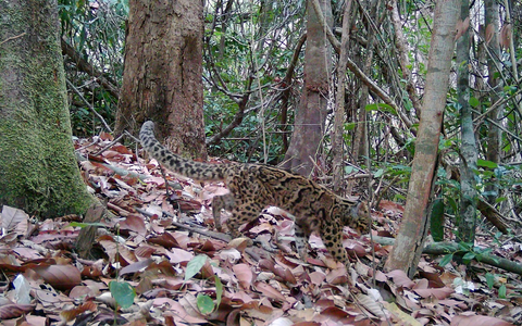 Marmorkatzen leben in Südostasien und gelten als gefährdet. Wegen ihrer versteckten, baumbewohnenden Lebensweise ist die Art kaum erforscht. - Foto: Fauna&Flora/XinHua/dpa