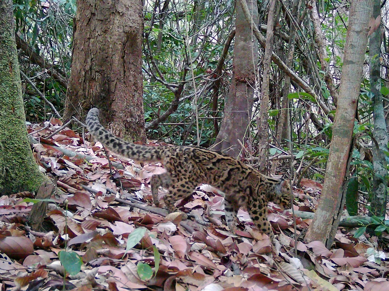 Marmorkatzen leben in Südostasien und gelten als gefährdet. Wegen ihrer versteckten, baumbewohnenden Lebensweise ist die Art kaum erforscht. - Foto: Fauna&Flora/XinHua/dpa