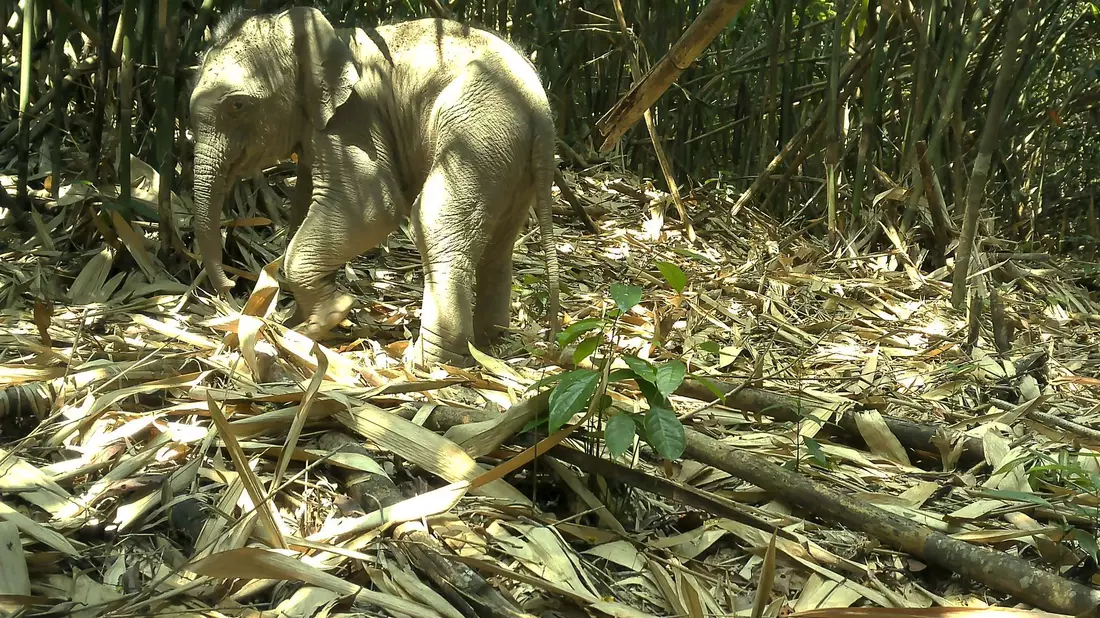 Die Kamerafalle nahm auch einen jungen Asiatischen Elefanten im Annamiten-Gebirge auf. - Bild: Fauna&Flora/XinHua/dpa