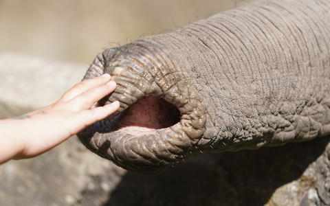 Elefanten zupfen trotz grober Statur präzise Blätter, sie schöpfen Wasser und können winzige Futterstücke ebenso aufheben wie Baumstämme.  - Foto: Marcus Brandt/dpa