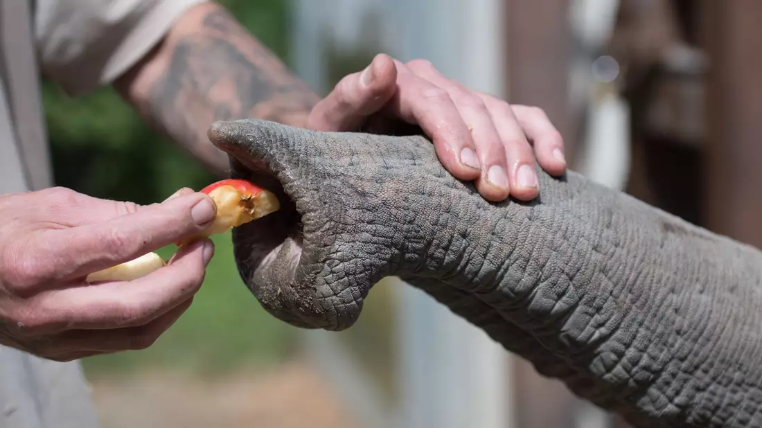 Ein Tierpfleger gibt einem Elefanten Futter. - Bild: Alejandro Posada/Heidelberg Zoo/Max-Planck-Institut für Intelligente Systeme/dpa