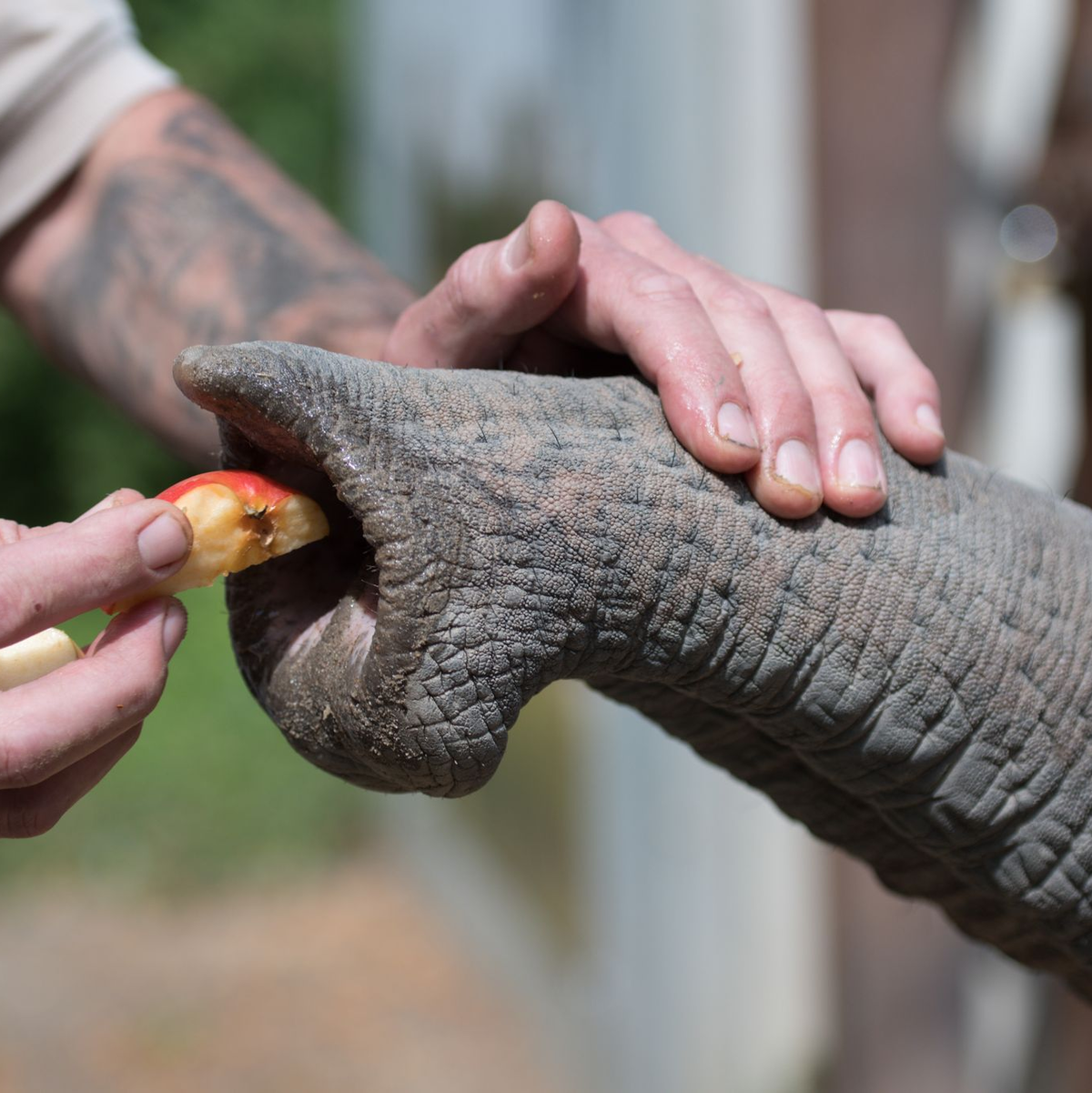 Ein Tierpfleger gibt einem Elefanten Futter. - Foto: Alejandro Posada/Heidelberg Zoo/Max-Planck-Institut für Intelligente Systeme/dpa