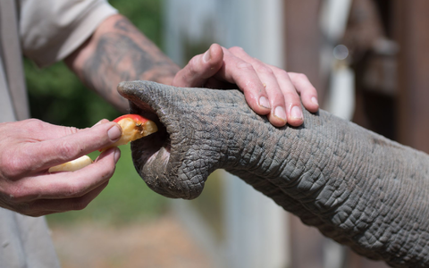 Ein Tierpfleger gibt einem Elefanten Futter. - Foto: Alejandro Posada/Heidelberg Zoo/Max-Planck-Institut für Intelligente Systeme/dpa