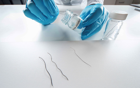 Die Studie untersuchte Rüsselhaare von Elefanten. - Foto: ---/Max-Planck-Insitut für Intelligente Systeme/dpa