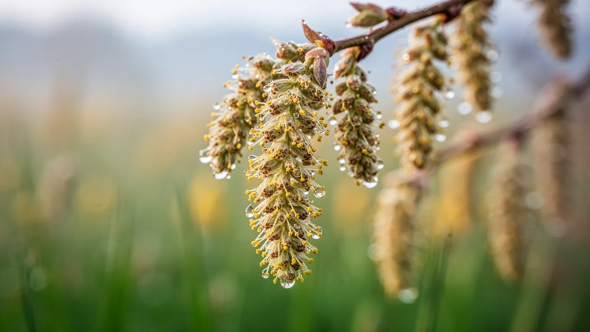 Pollensaison 2026 startet mit voller Wucht - Foto: über boerse-global.de