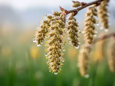 Pollensaison 2026 startet mit voller Wucht - Foto: über boerse-global.de