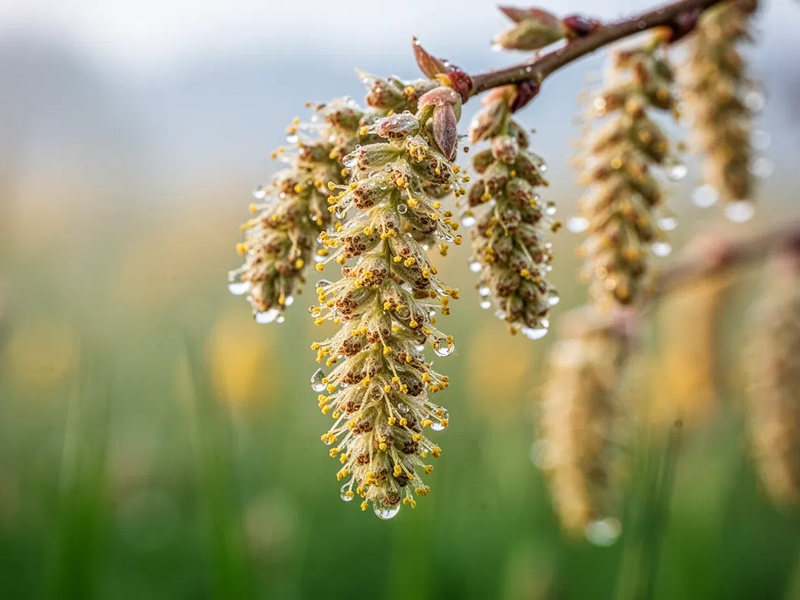 Pollensaison 2026 startet mit voller Wucht - Foto: über boerse-global.de