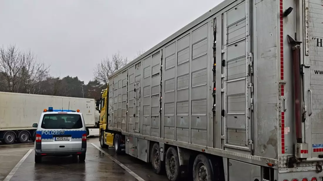 POL-H: Polizei überprüft Tiertransporte auf der Autobahn - Bild: presseportal.de