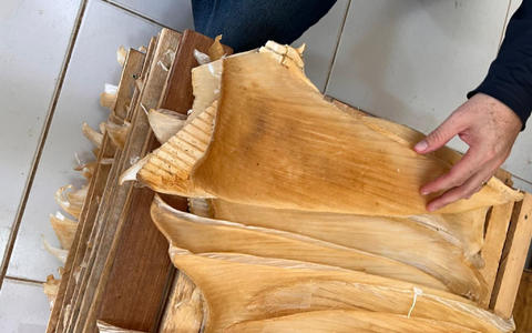 Die Polizei hat mehr als 1,5 Tonnen Haiflossen beschlagnahmt. - Foto: ---/Policia Federal Brasil/dpa