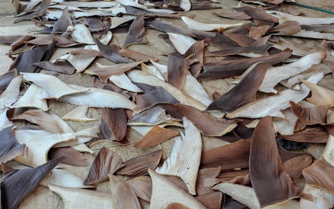 Die Ware gilt als besonders lukrativ. - Foto: ---/Policia Federal Brasil/dpa