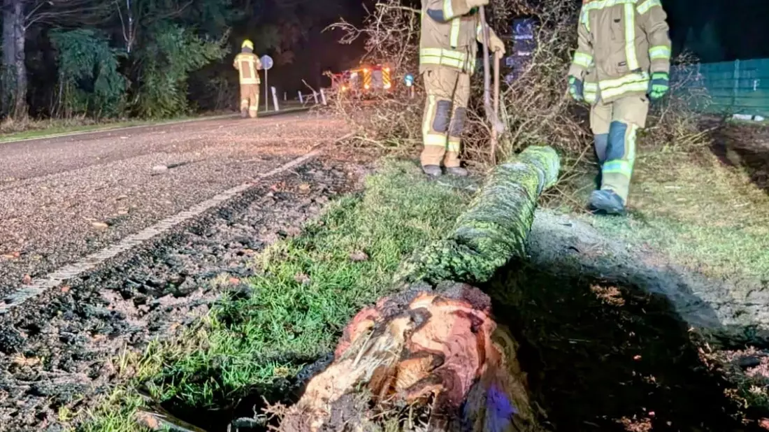 FW-OLL: PKW kollidiert mit Baum und bringt diesen zu Fall - Bild: presseportal.de