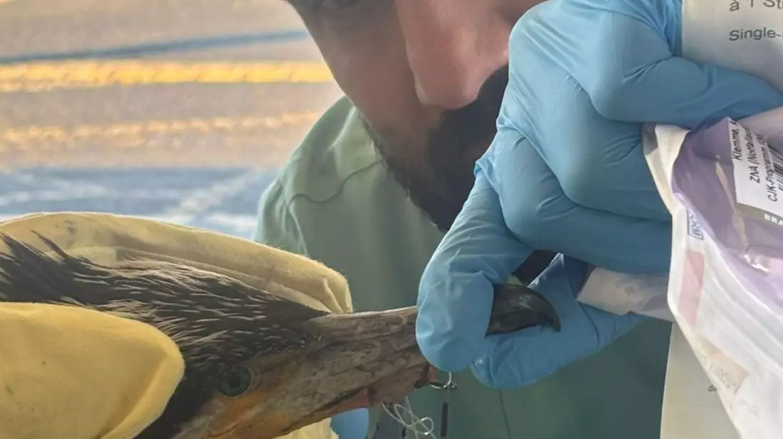 Der Vogel hatte einen für ihn gefährlichen Angelhaken im Schnabel. - Bild: -/Feuerwehr Bremen/dpa