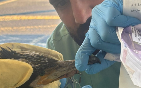 Der Vogel hatte einen für ihn gefährlichen Angelhaken im Schnabel. - Foto: -/Feuerwehr Bremen/dpa