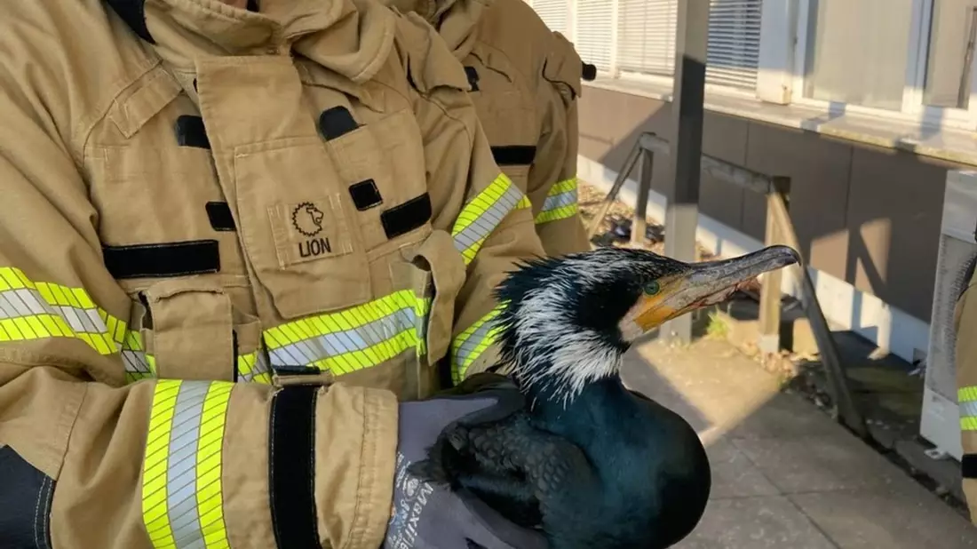 Die Feuerwehr rettet auch regelmäßig Tiere in Not. - Bild: -/Feuerwehr Bremen/dpa