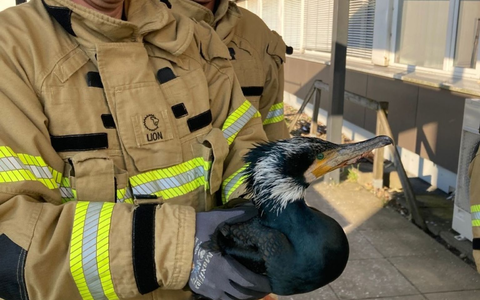 Die Feuerwehr rettet auch regelmäßig Tiere in Not. - Foto: -/Feuerwehr Bremen/dpa