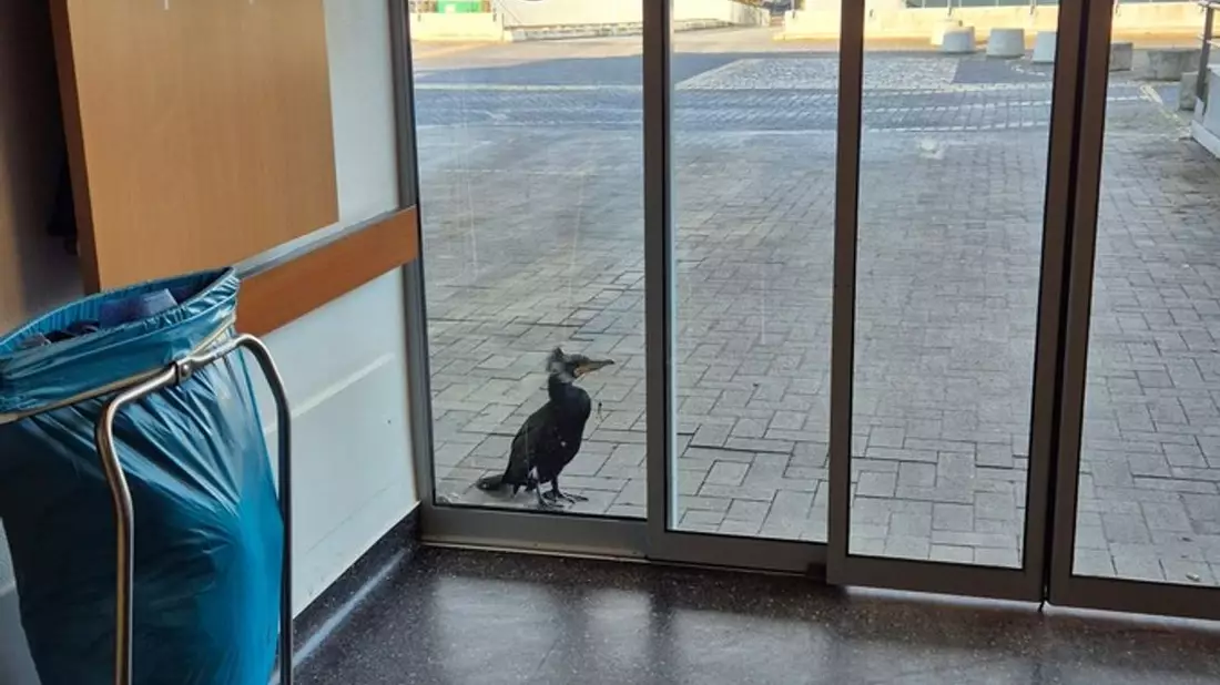 Der Kormoran stand am Sonntag vor der Notaufnahme. - Bild: -/Feuerwehr Bremen/dpa