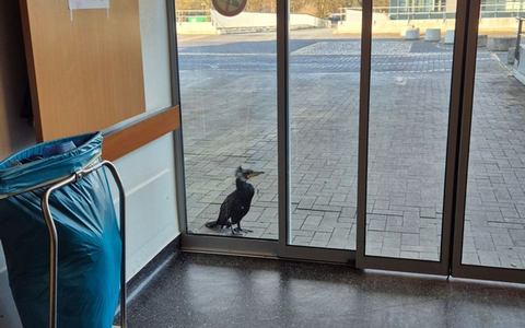 Der Kormoran stand am Sonntag vor der Notaufnahme. - Foto: -/Feuerwehr Bremen/dpa