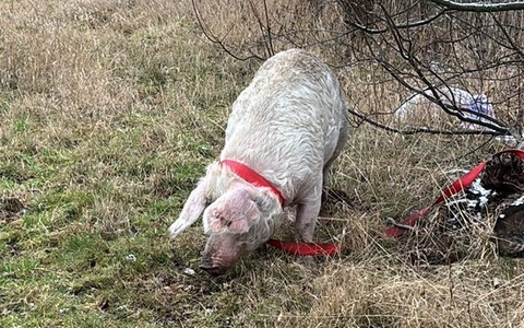 POL-GS: Pressemitteilungen der Polizeiinspektion Goslar vom 17.02.2026 - Foto: presseportal.de