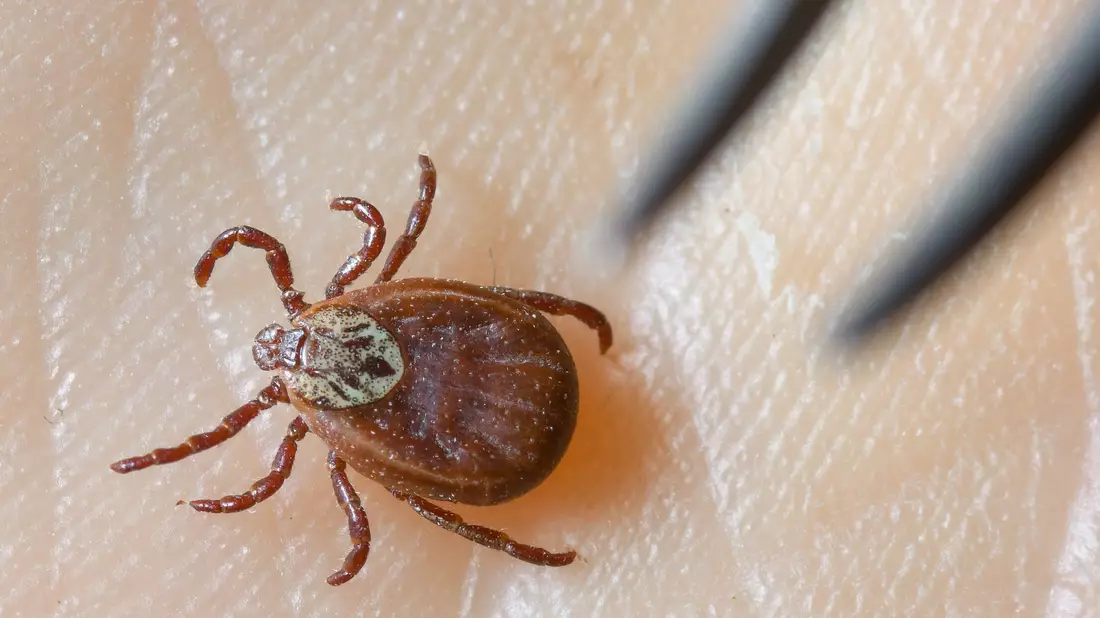 Zecken sind inzwischen ganzjährig aktiv, sie erobern selbst kühle Berglagen und verbreiten das FSME-Virus in ganz Deutschland.(Symboldbild)  - Bild: Patrick Pleul/dpa-Zentralbild/dpa