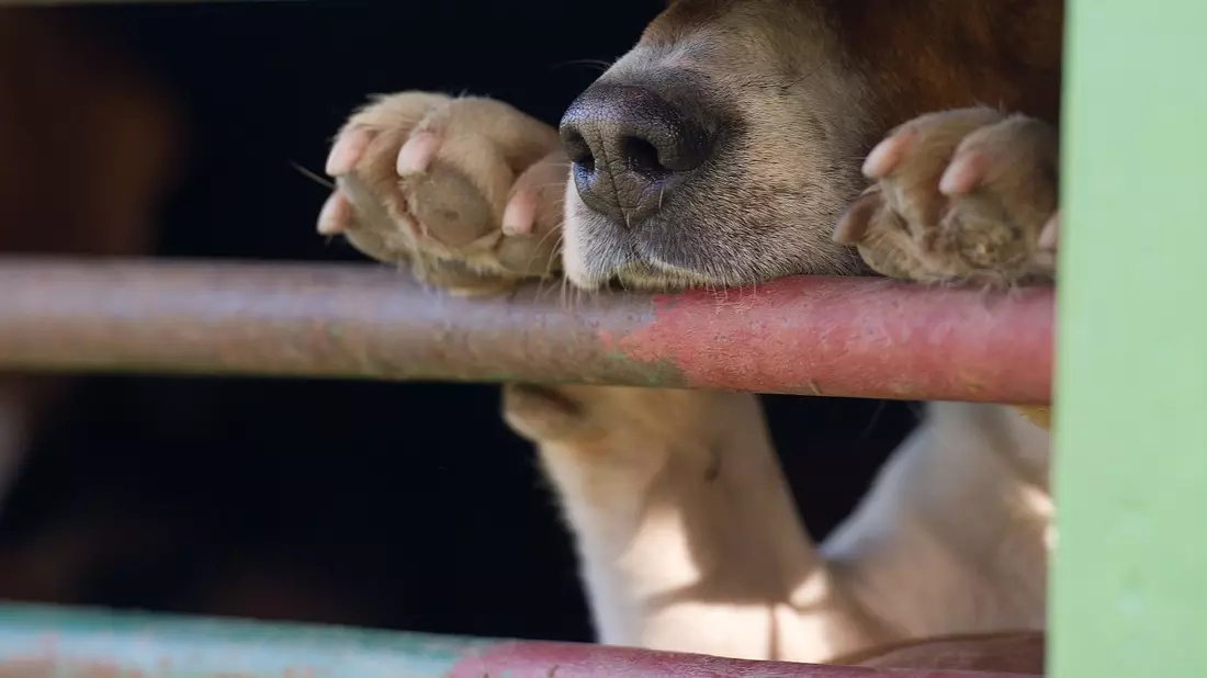 In Absprache mit dem Veterinäramt war der Hund in die Quarantänestation eines Tierheims gebracht worden. (Symbolbild) - Bild: picture alliance / ZB