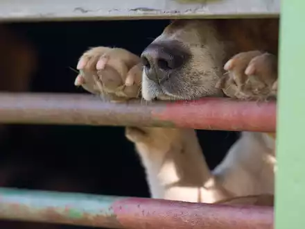 In Absprache mit dem Veterinäramt war der Hund in die Quarantänestation eines Tierheims gebracht worden. (Symbolbild) - Foto: picture alliance / ZB