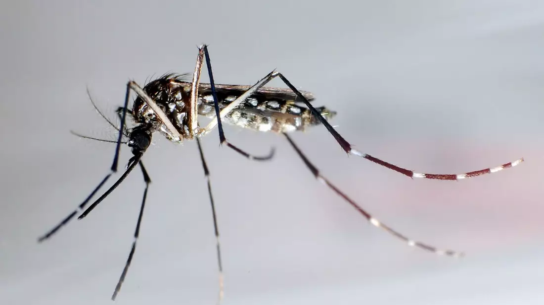 Asiatische Tigermücken sind die Hauptüberträger des Chikungunya-Virus in Europa. (Archivbild) - Bild: Gustavo Amador/epa/dpa-tmn